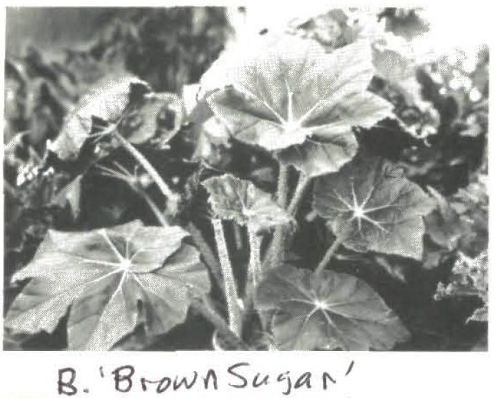 B. ‘Brown Sugar’